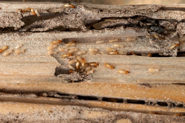 Best Ant Control Services  in Pinckneyvle, IL