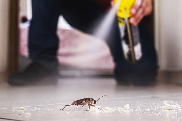 Best Rat Extermination Near Me  in Pinckneyvle, IL