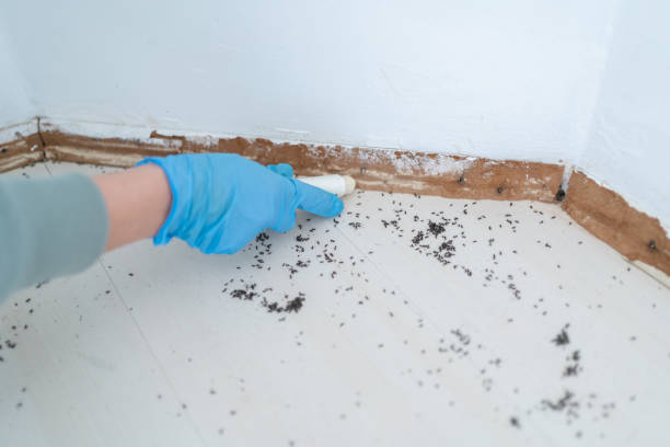 Best Flea Control Services  in Pinckneyvle, IL