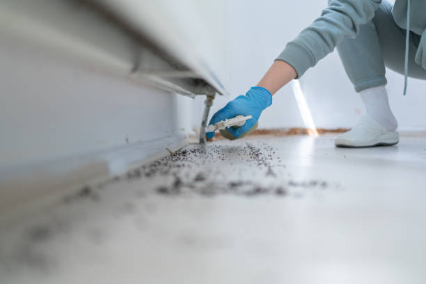Best Spider Control Near Me  in Pinckneyvle, IL